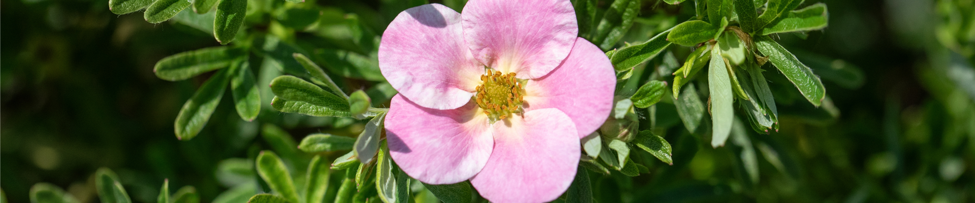 Potentilla fruticosa 'Bellissima'