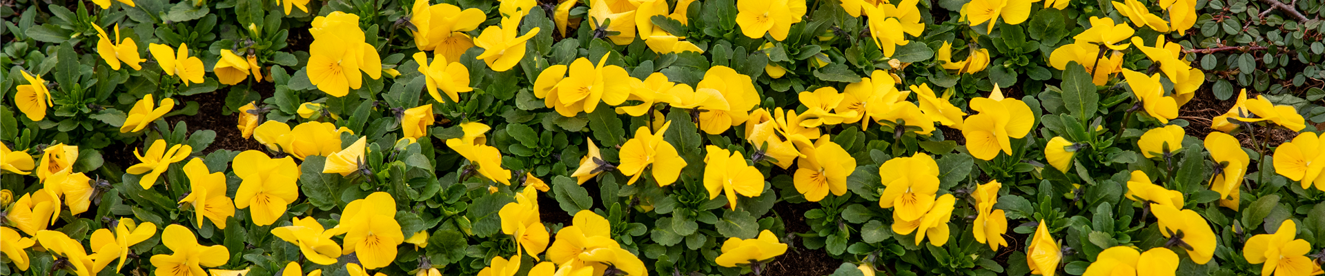 Grabgestaltung - Bepflanzung Grabgestaltung - Bepflanzung