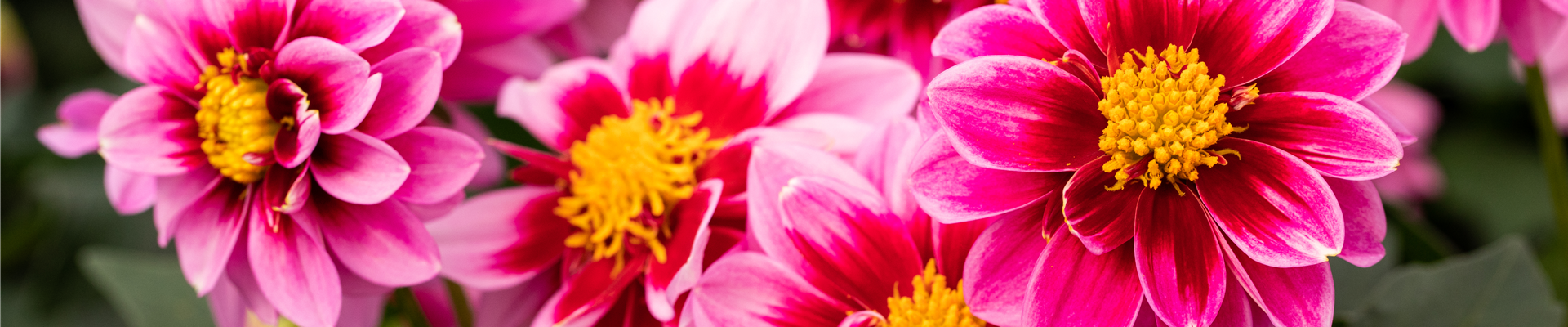 Dahlia 'DALAYA® Yogi'