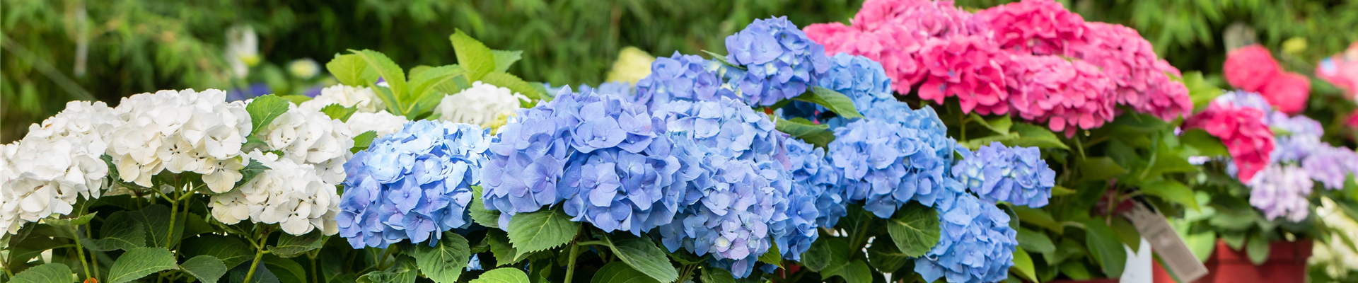 Pflanzenverkauf - Hortensien