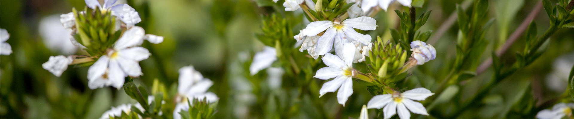 Scaevola aemula 'Pure White' Scaevola aemula 'Pure White'