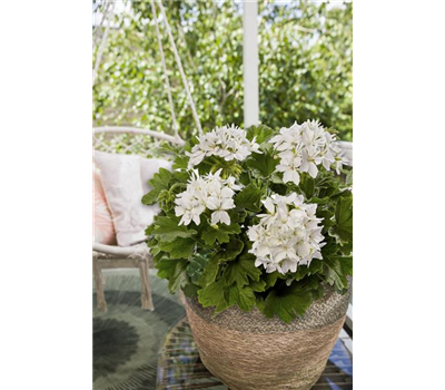 Pflanze des Jahres 2024