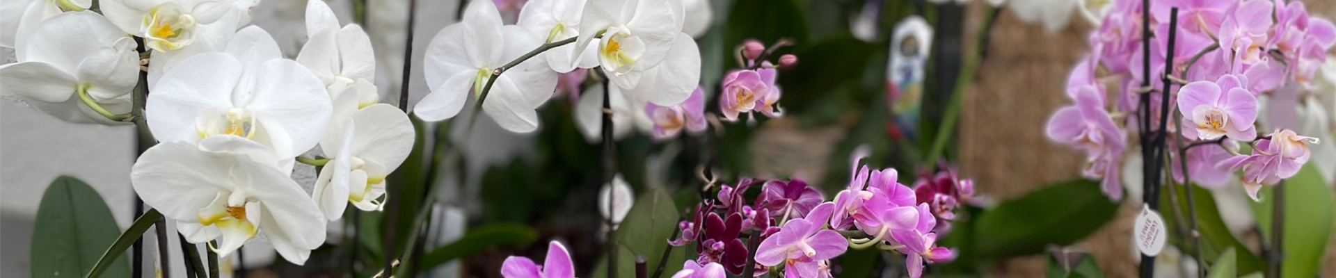 BlumenDosch_Zimmerpflanzen (2) BlumenDosch_Zimmerpflanzen (2)