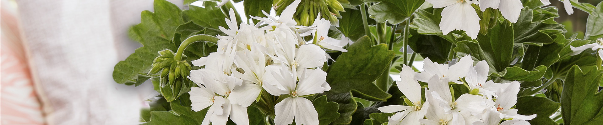 pdj_2024_foto_terrasse_quelle_syngenta pdj_2024_foto_terrasse_quelle_syngenta