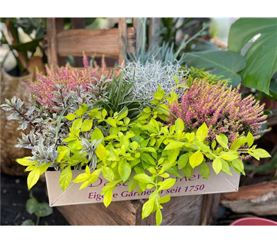 Herbstklänge Herbstklänge