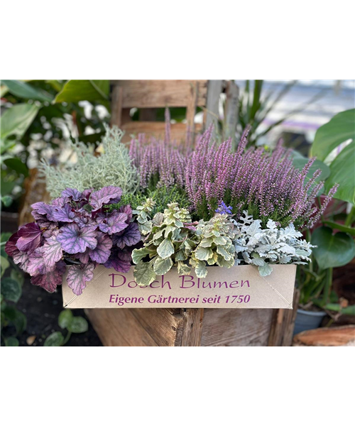 Herbstsonne 1 Herbstsonne 1