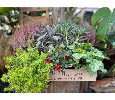 Herbstlicht Herbstlicht