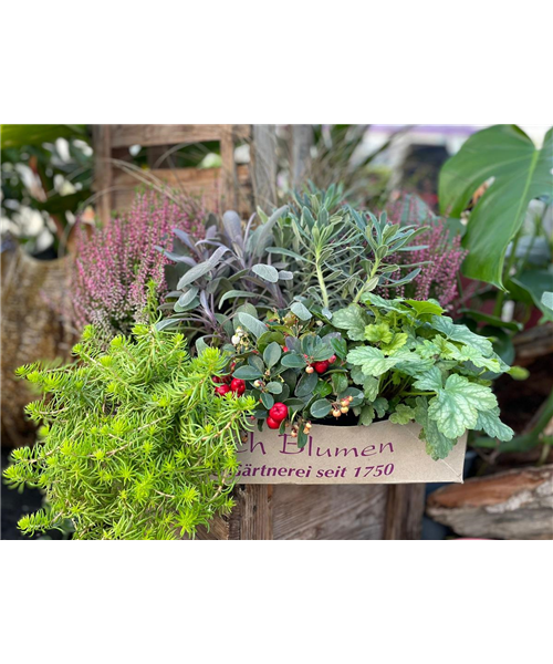 Herbstlicht Herbstlicht