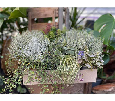 Herbstbote Herbstbote