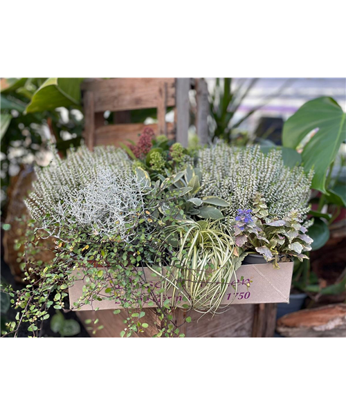 Herbstbote Herbstbote