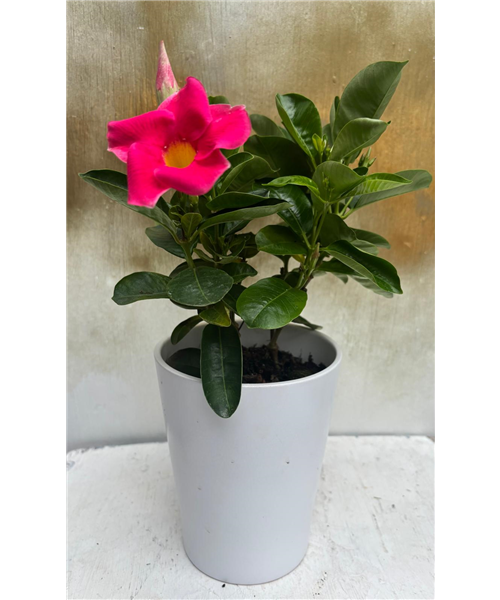 Mandevilla