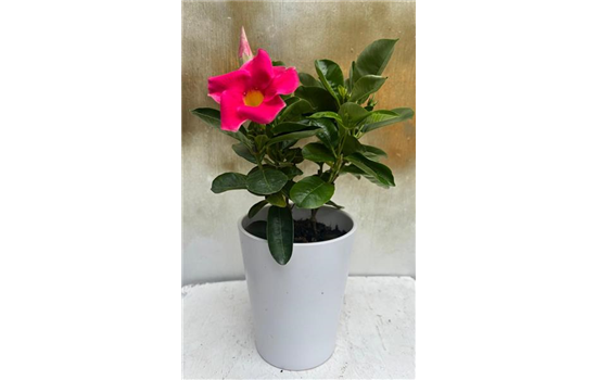 Mandevilla