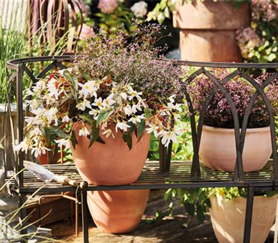 Pflanze des Jahres 2025