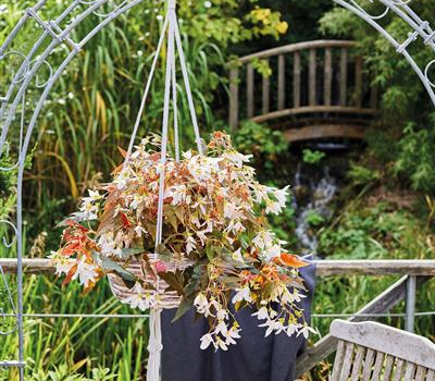 Pflanze des Jahres 2025