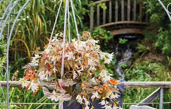 Pflanze des Jahres 2025