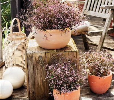 Pflanze des Jahres 2025