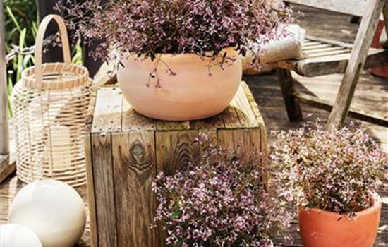 Pflanze des Jahres 2025