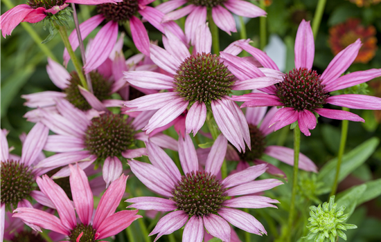 Echinacea Echinacea