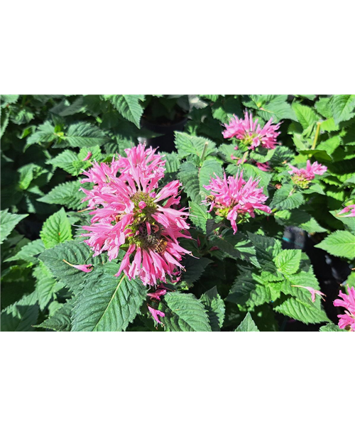 Indianernessel Indianernessel