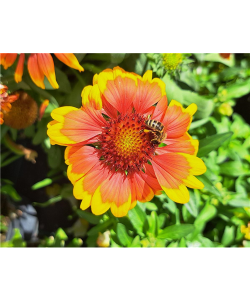 Kokardenblume