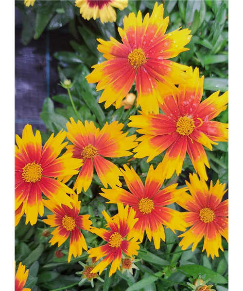 Mädchenauge verschiedene Varianten Mädchenauge verschiedene Varianten