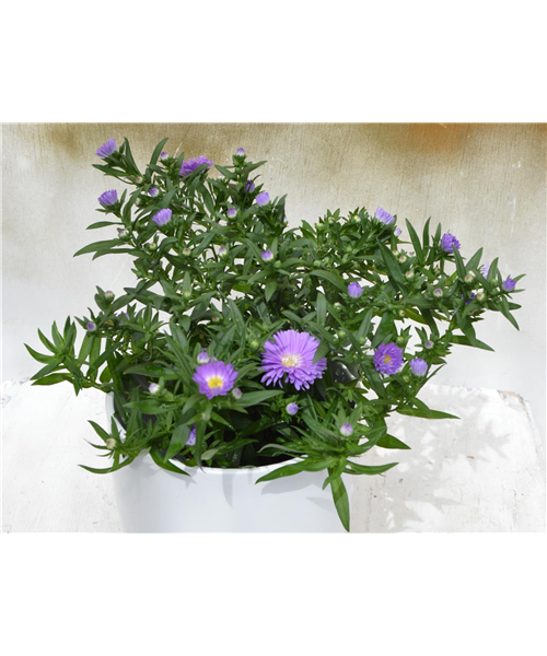 Kissenaster verschiedene Varianten Kissenaster verschiedene Varianten