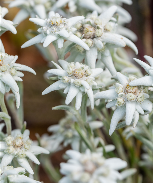 Edelweiß  Edelweiß