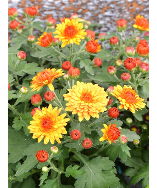 Topfchrysantheme verschiedene Varianten Topfchrysantheme verschiedene Varianten