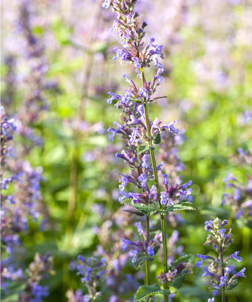 Katzenminze Katzenminze