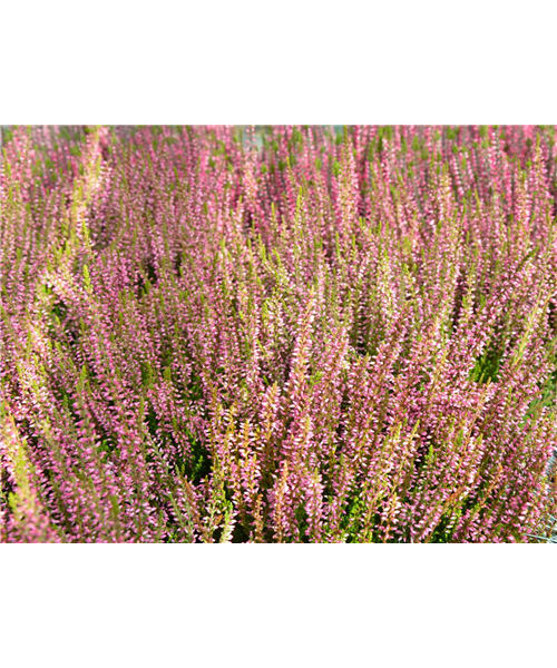Besenheide/ Erica