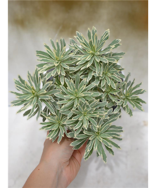 Euphorbia verschiedene Varianten