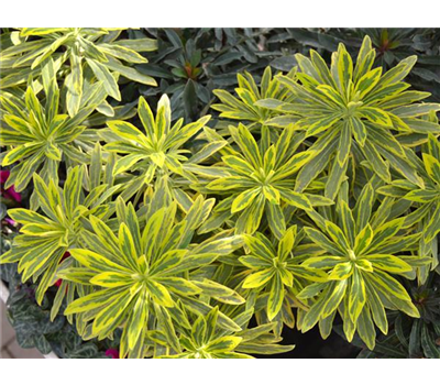 Euphorbia verschiedene Varianten