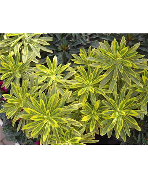 Euphorbia verschiedene Varianten Euphorbia verschiedene Varianten