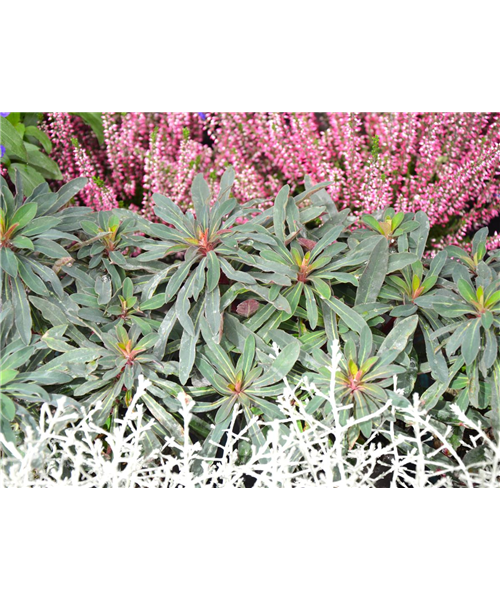 Euphorbia verschiedene Varianten