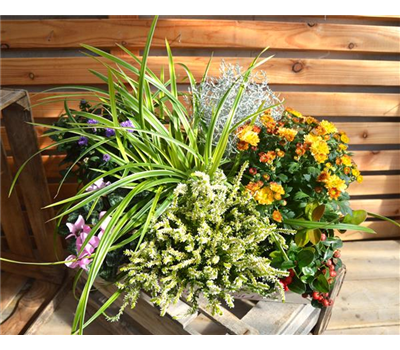 Herbstspaziergang Herbstspaziergang