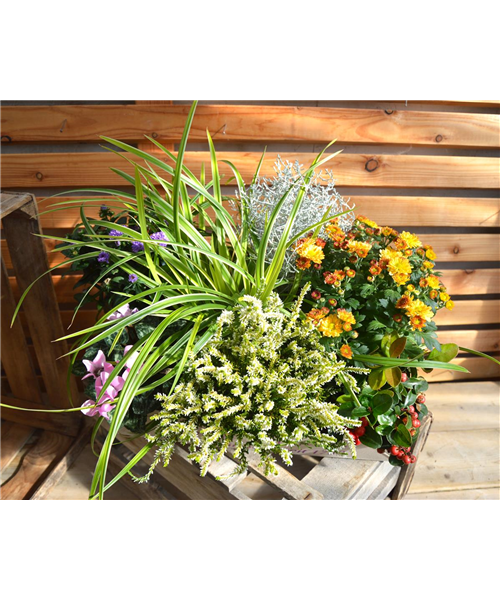 Herbstspaziergang Herbstspaziergang