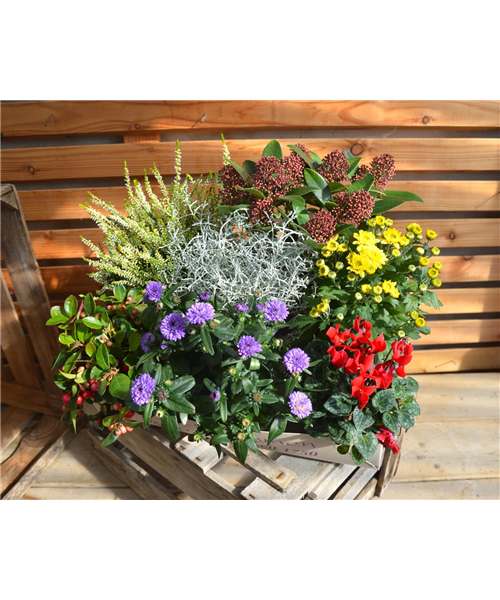 Bunte Vielfalt Bunte Vielfalt