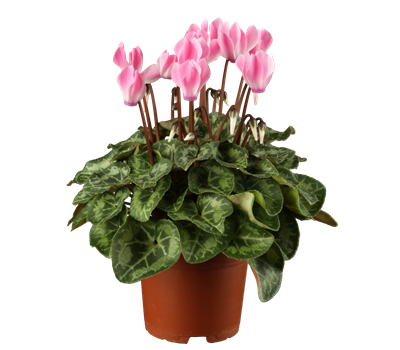 Alpenveilchen verschiedene Varianten