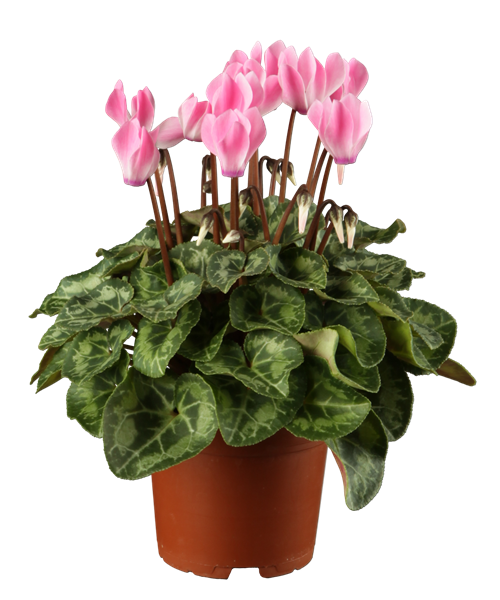 Alpenveilchen verschiedene Varianten Alpenveilchen verschiedene Varianten