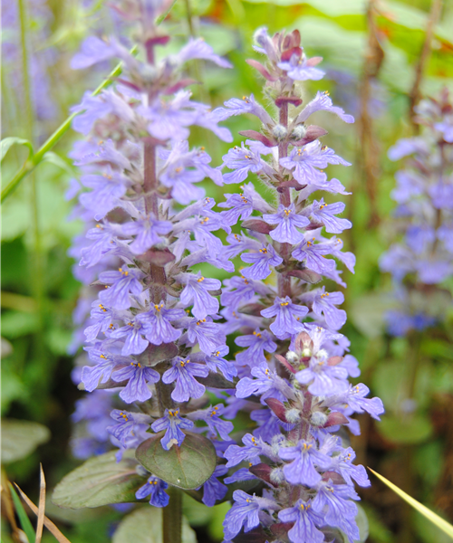 Kriechender Günsel Kriechender Günsel