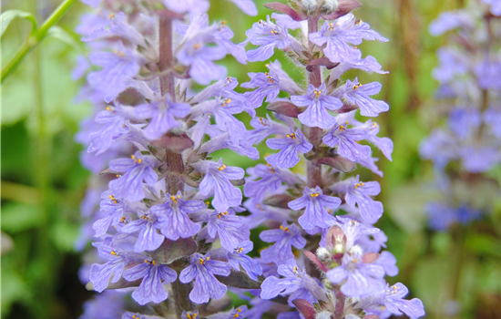 Kriechender Günsel Kriechender Günsel