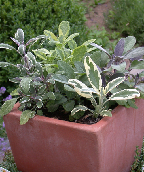 Gartensalbei verschiedene Varianten