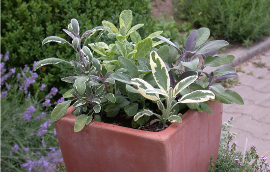Gartensalbei verschiedene Varianten