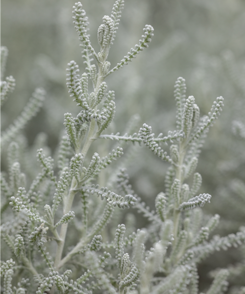 Heiligenkraut Heiligenkraut