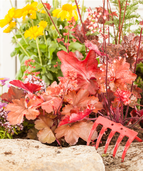 Purpurglöckchen Purpurglöckchen