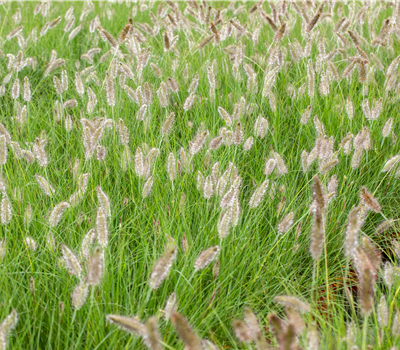 Federborstengras Hameln