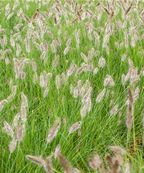 Federborstengras Hameln Federborstengras Hameln