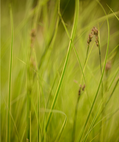 Gräser Gräser