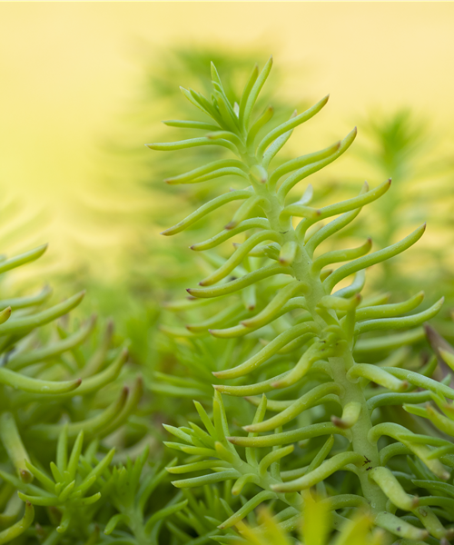 Sedum