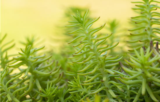 Sedum